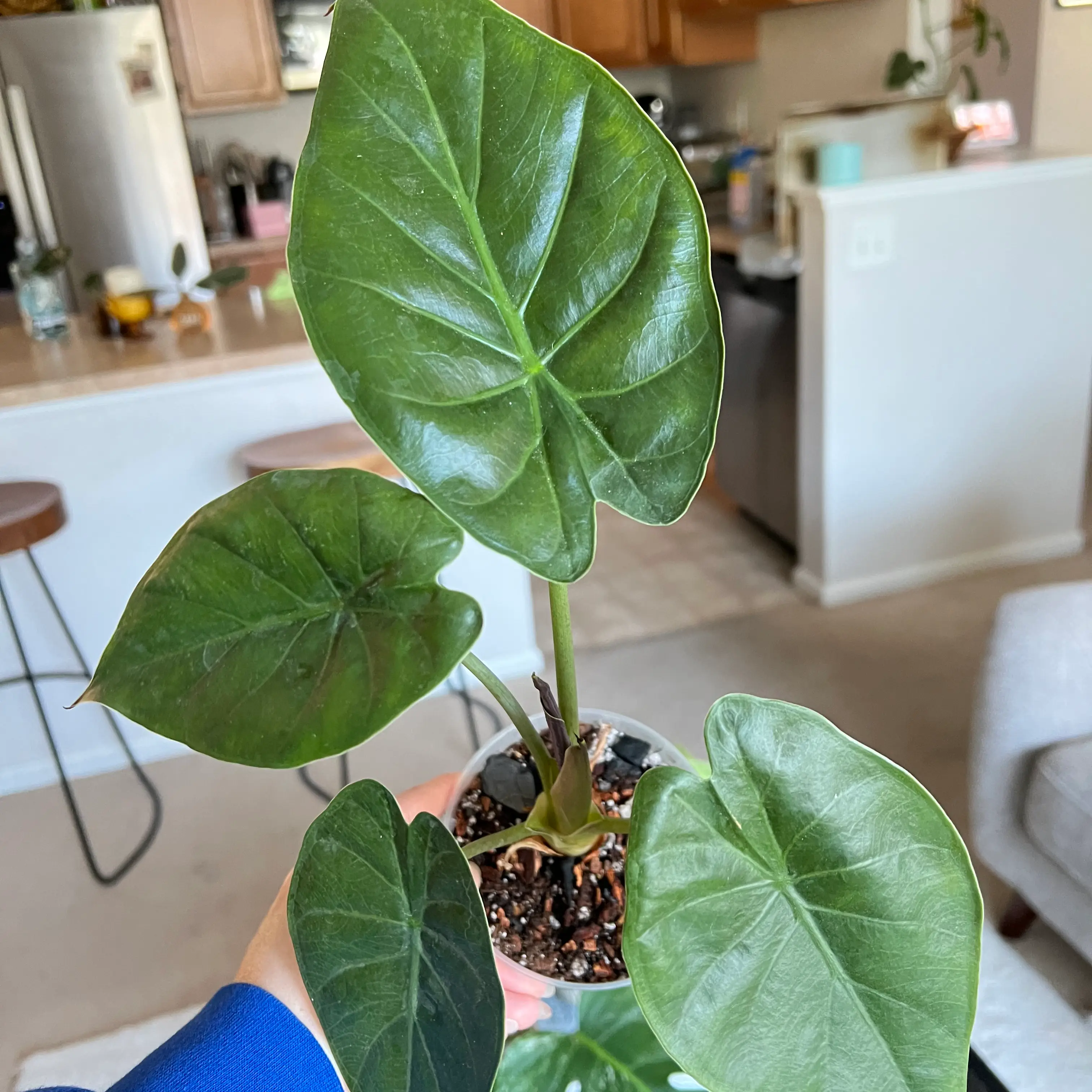 Healthy New Guinea Shield plant with large green leaves held by a hand in an indoor setting.