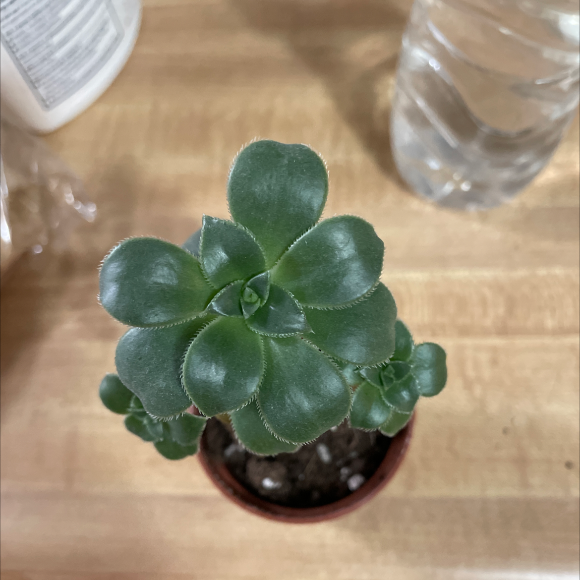 Aeonium Arboreum plant photo by @Psychodoc named Greenie on Greg, the plant care app.