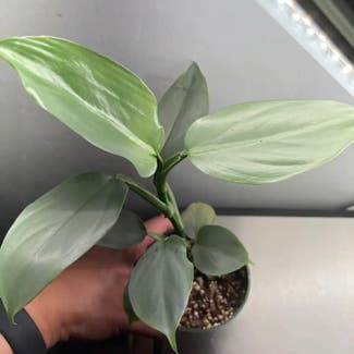 Silver Sword Philodendron plant in Somewhere on Earth