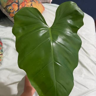 Elephant Ear Philodendron plant in Somewhere on Earth