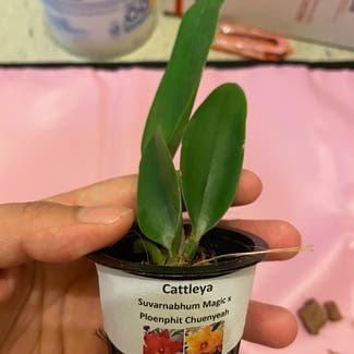 Cattleya Mericlone plant in Somewhere on Earth
