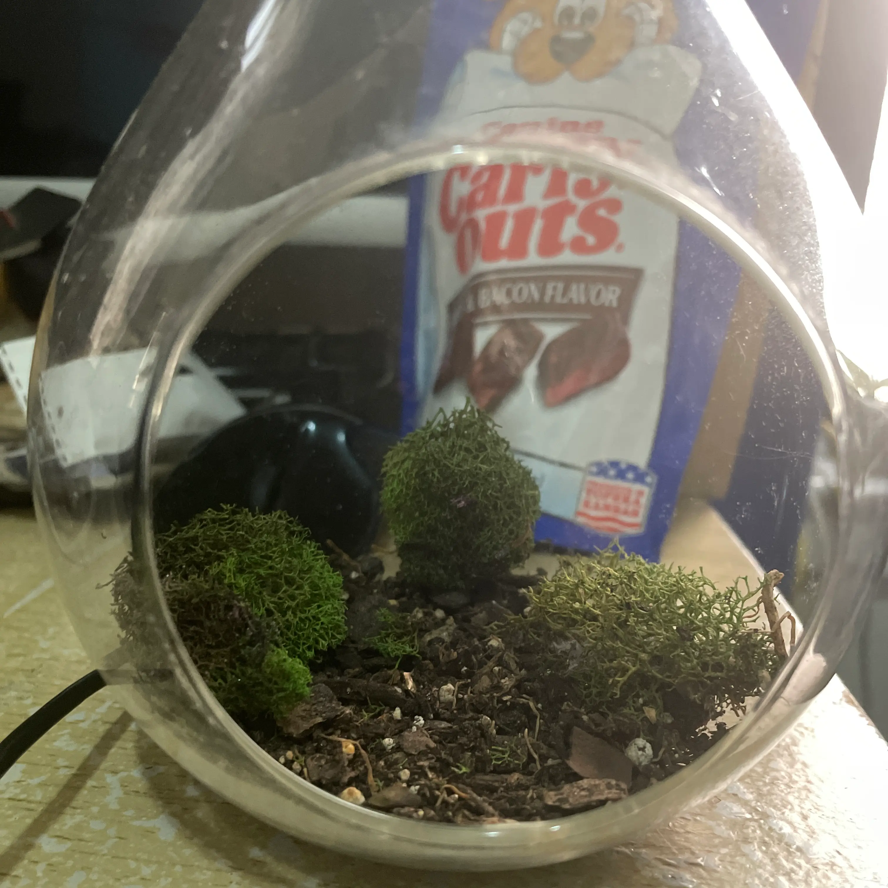 White Moss plant photo by @CaritoTen named Dax on Greg, the plant care app.