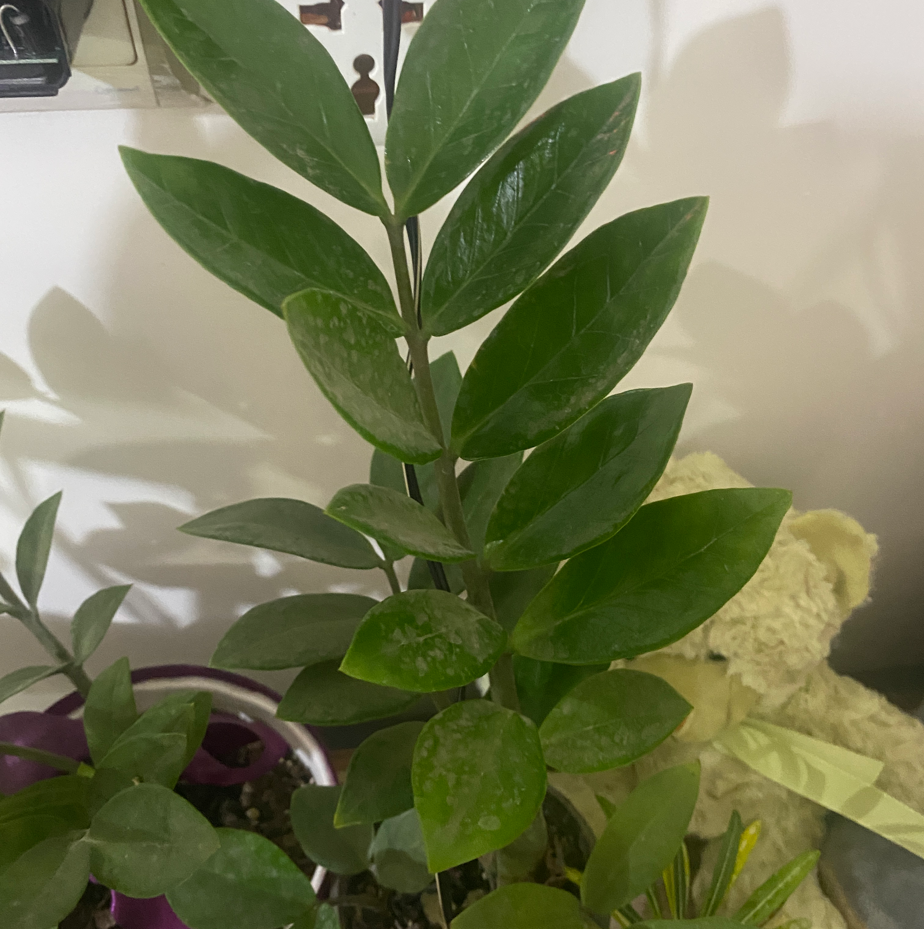 Zamioculcas Zamiifolia plant photo by Amed named Captain Plant-it on Greg, the plant care app.