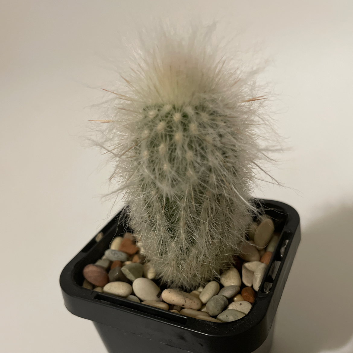 Photo of the plant species Peruvian Old Man Cactus by Hannah named Sir floof on Greg, the plant care app