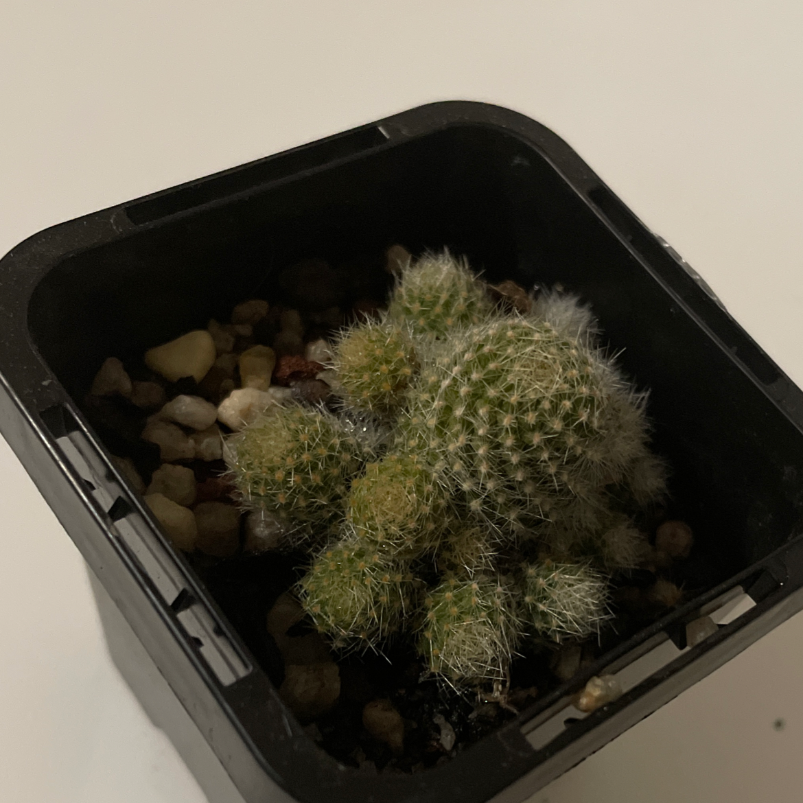 Photo of the plant species Aylostera albiflora 'Rebutia' by Hannah named Rick the prick on Greg, the plant care app