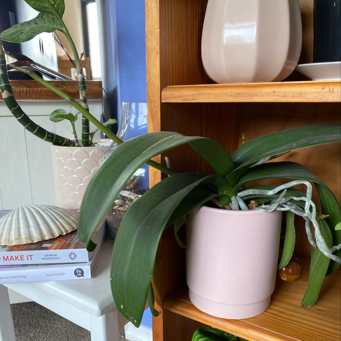 Potted plant with long green leaves on a wooden shelf, with another plant and objects in the background.