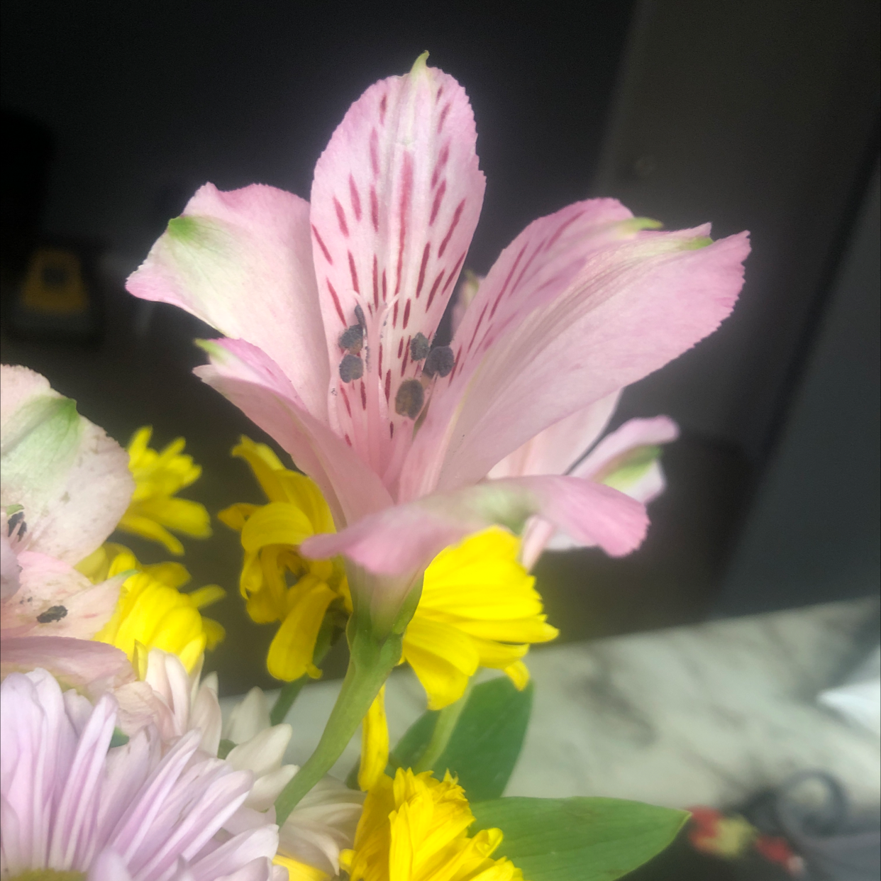 Close-up of a flowering Peruvian-Lily (Alstroemeria) with pink petals and dark markings.