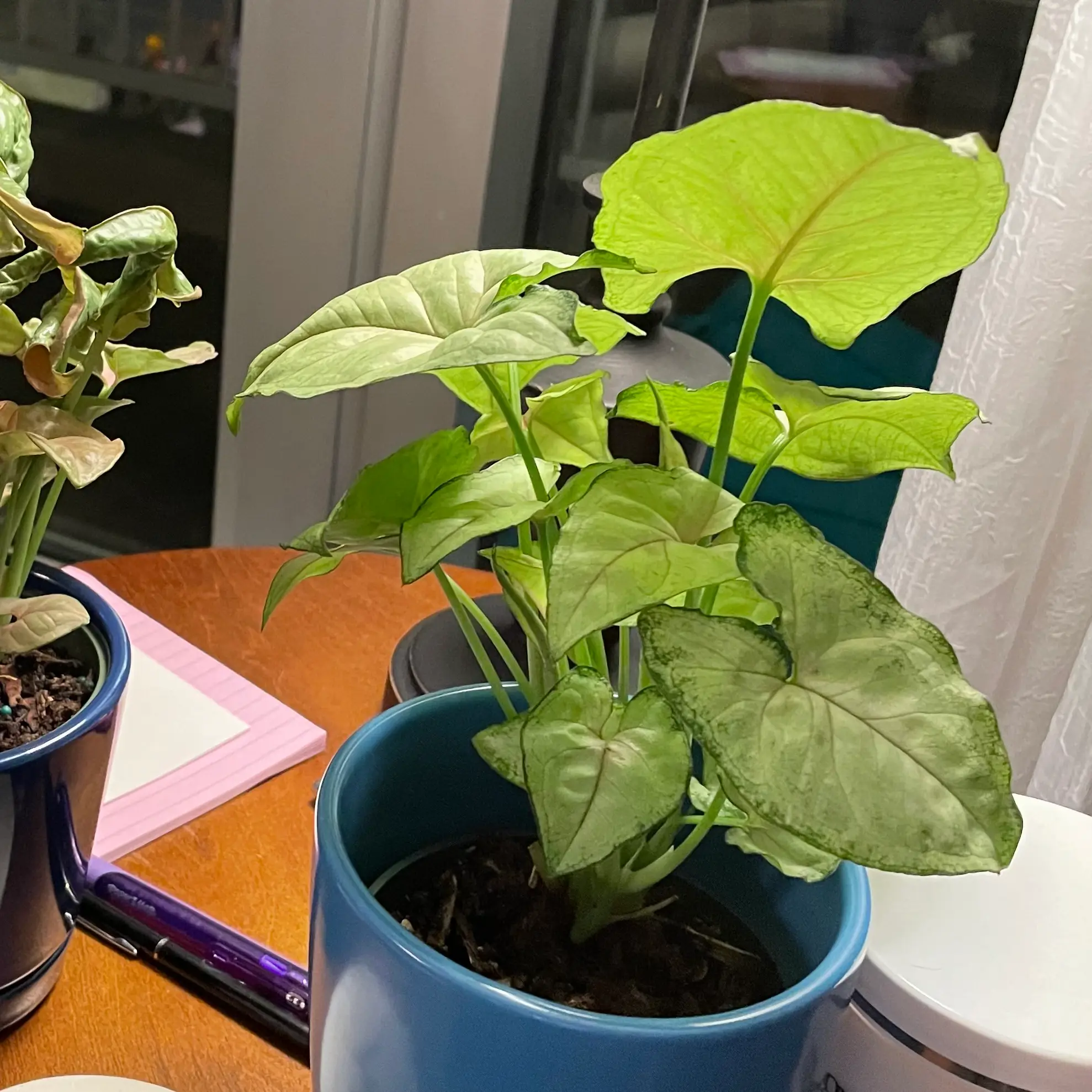 Syngonium 'Berry' plant in a blue pot with some browning leaves.