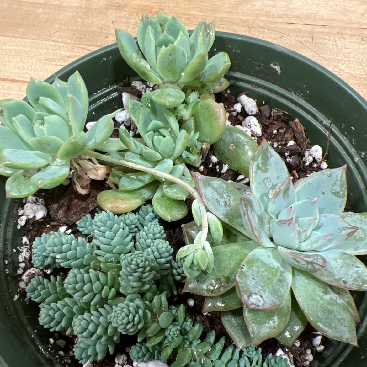 A variety of healthy succulent plants in a pot with visible soil.