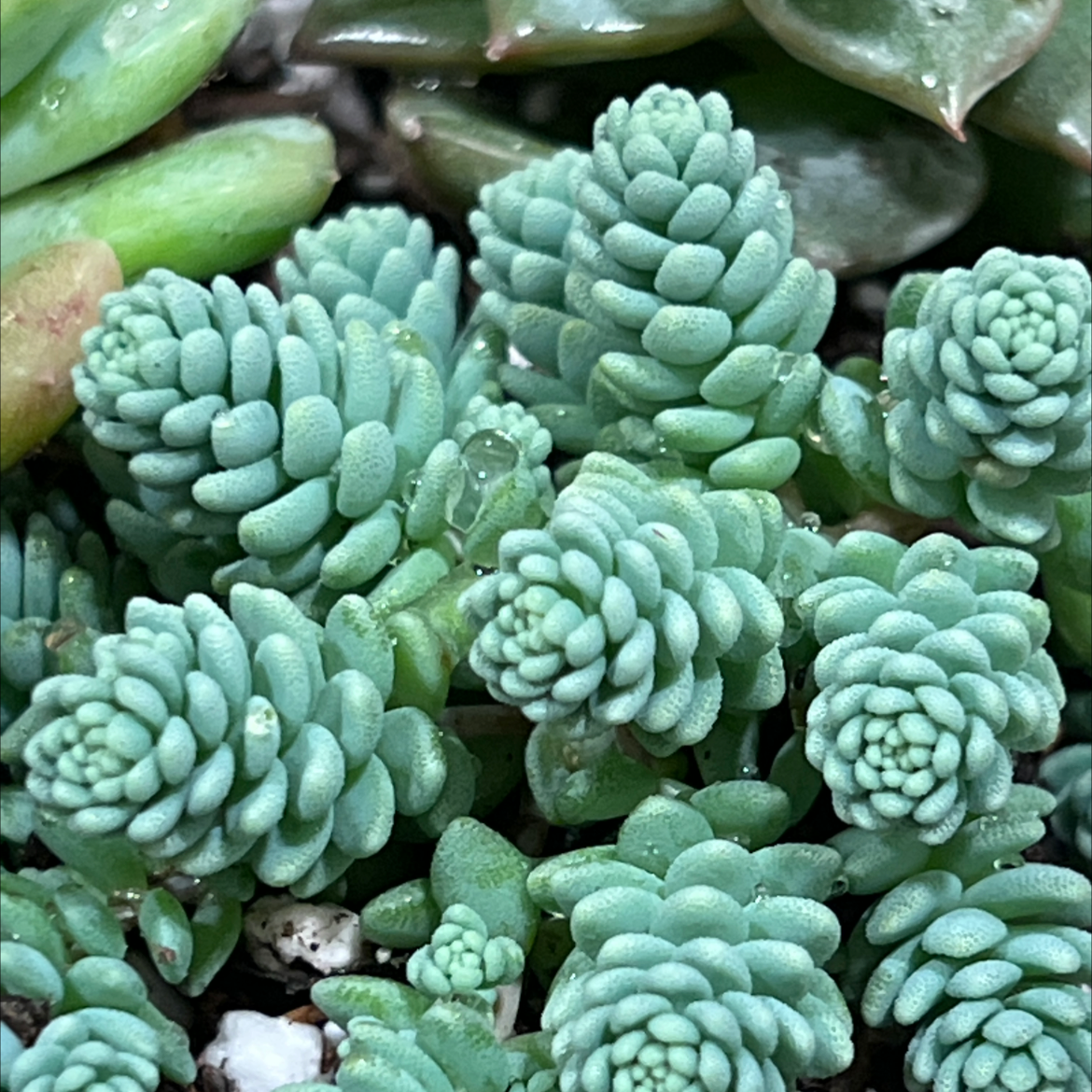 Photo of the plant species Corsican Stonecrop by Alyssa named Elle on Greg, the plant care app