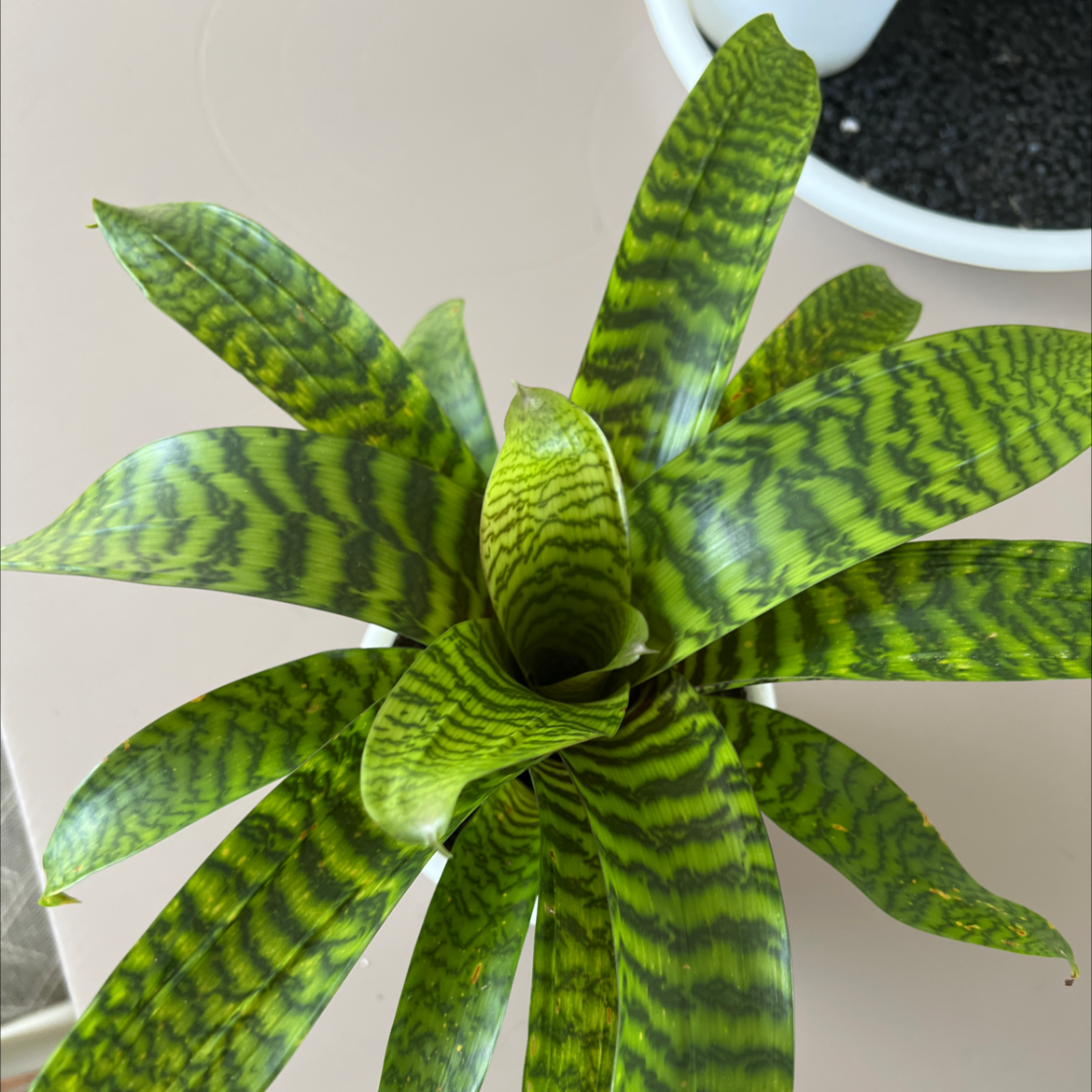Photo of the plant species Flaming Sword Bromeliad by Alyssa named Daphne on Greg, the plant care app