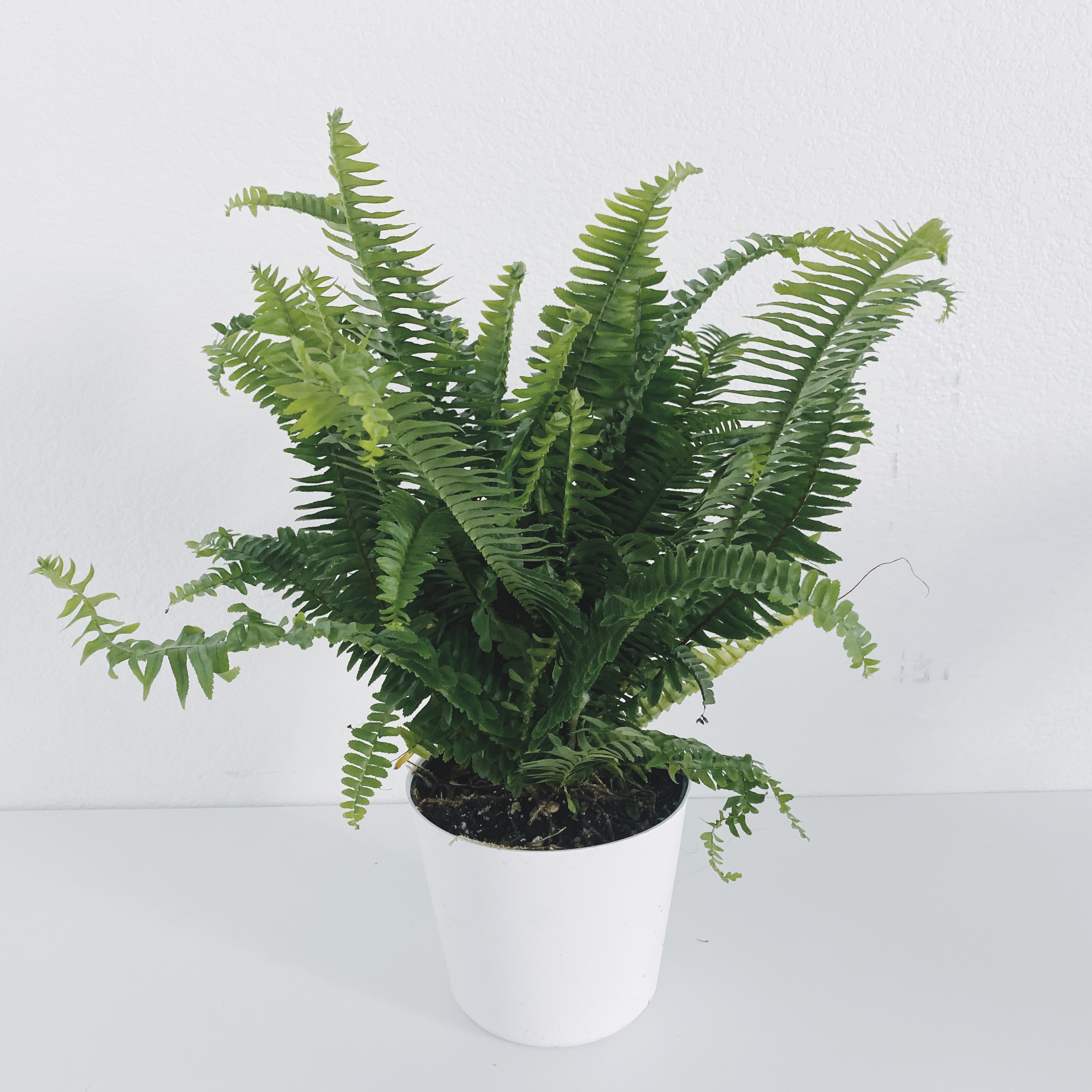 Kimberly Queen Fern in a white pot, healthy with vibrant green fronds.