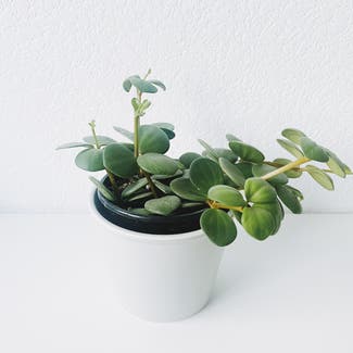 Peperomia 'Hope' plant in Somewhere on Earth