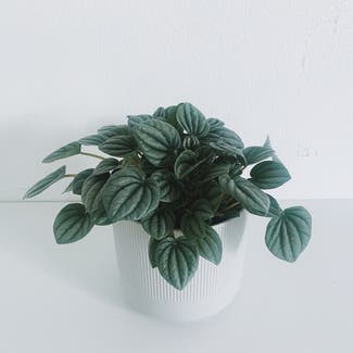 Silver Frost Peperomia plant in Somewhere on Earth