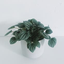 Silver Frost Peperomia plant