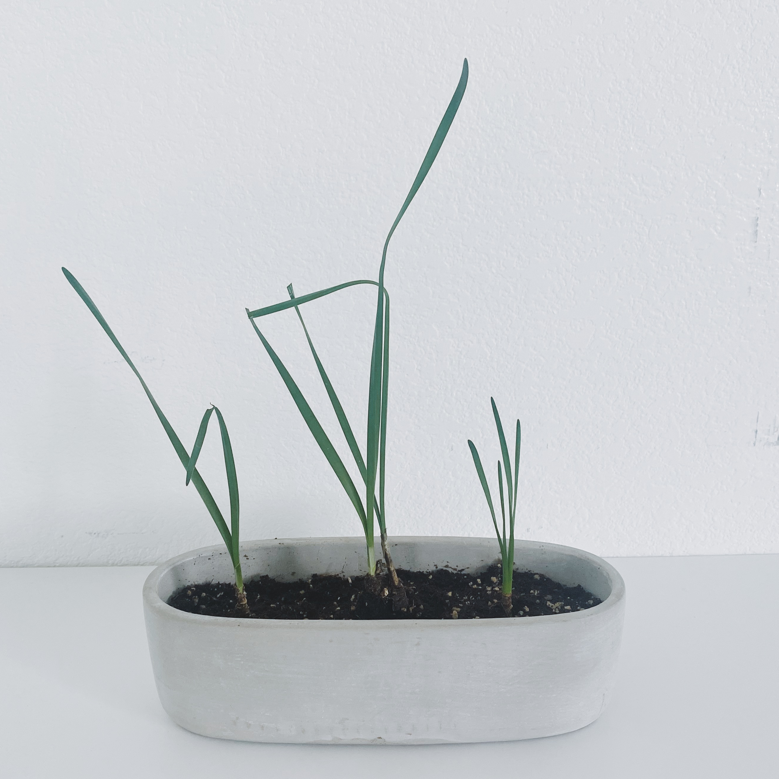 Paper White Narcissus plant in a rectangular pot with visible soil and green leaves.
