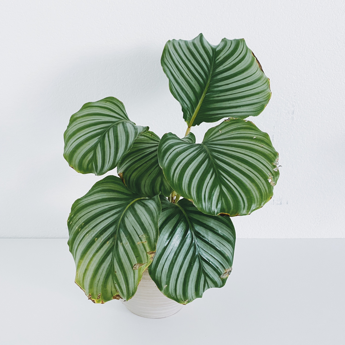 Calathea Orbifolia plant photo by @calvina named Cleopatra on Greg, the plant care app.