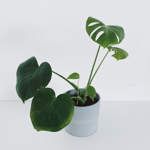Monstera plant photo by @calvina named Delores on Greg, the plant care app.