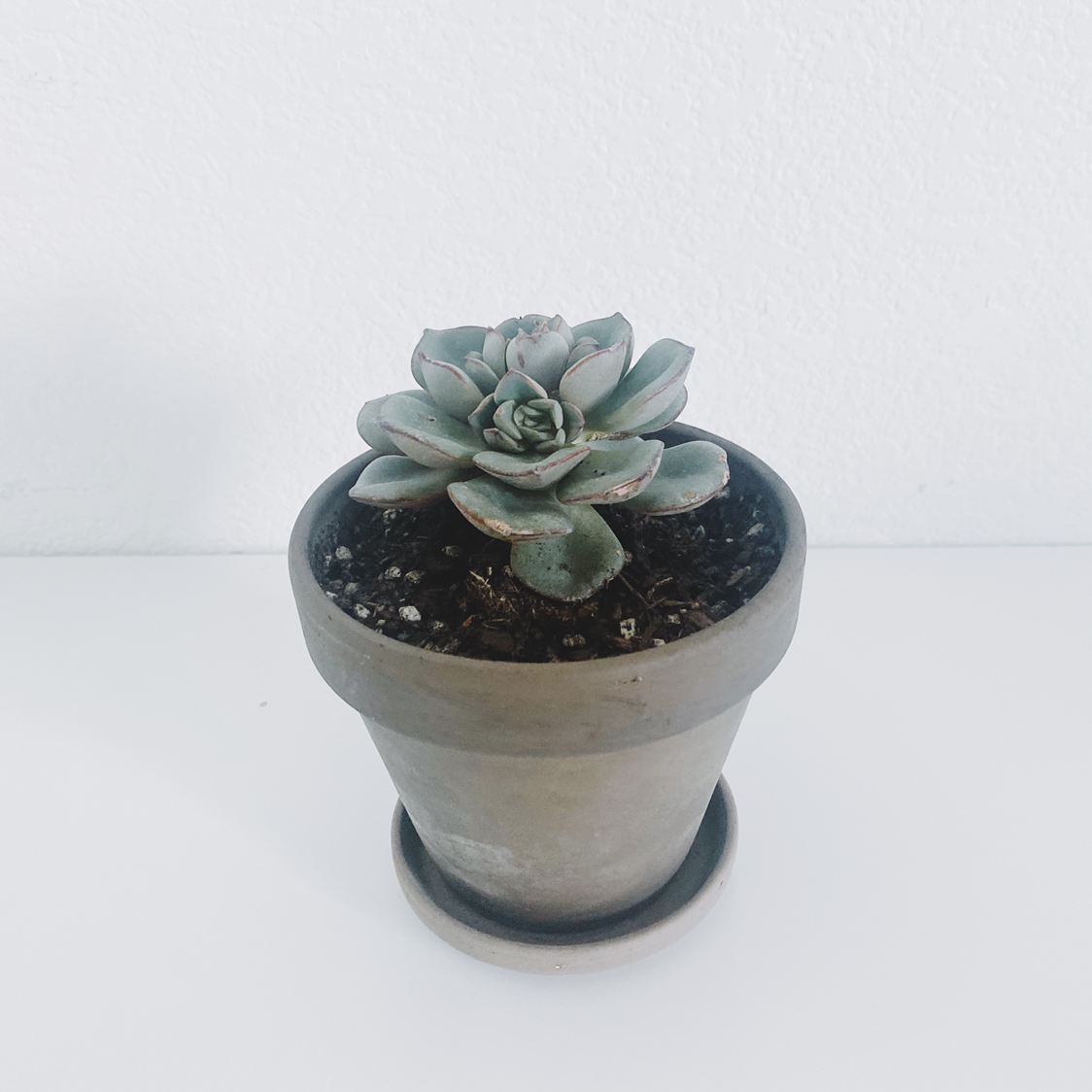 Potted Echeveria 'Dark Moon' succulent in a clay pot with visible soil.