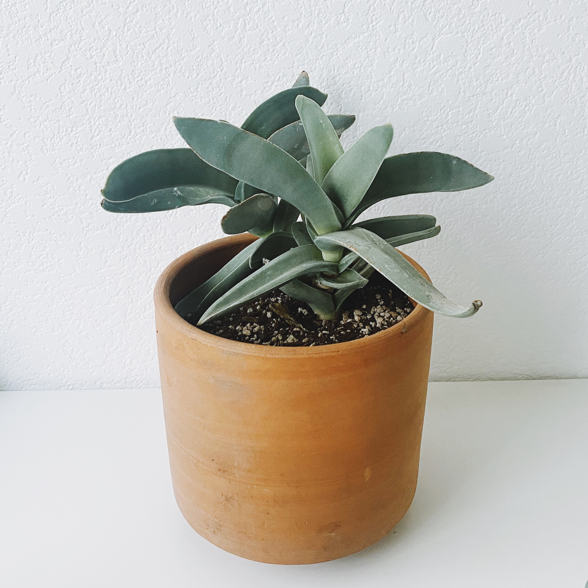 Photo of the plant species Airplane Plant by @calvina named Luna on Greg, the plant care app