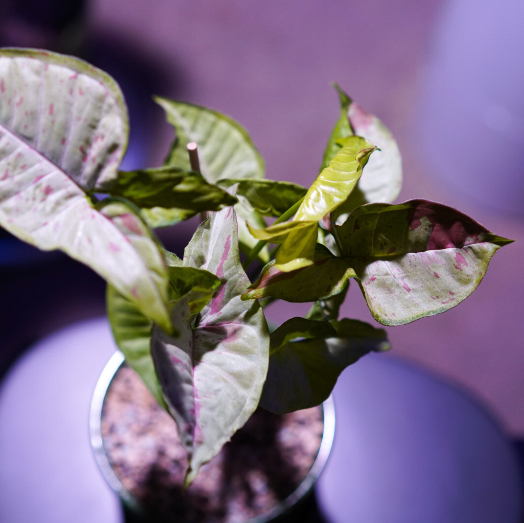 Confetti Syngonium plant with variegated leaves in a pot with visible soil.