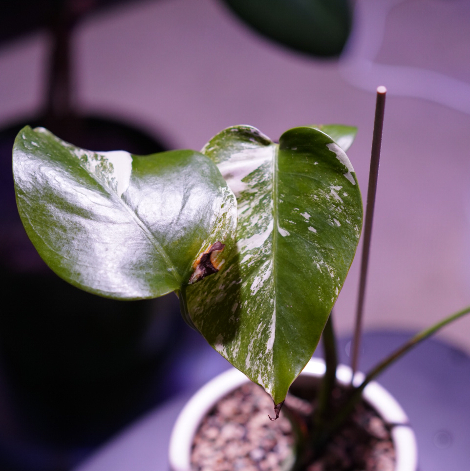 Variegated Monstera plant with two leaves, one showing a brown spot. Potted with visible soil.