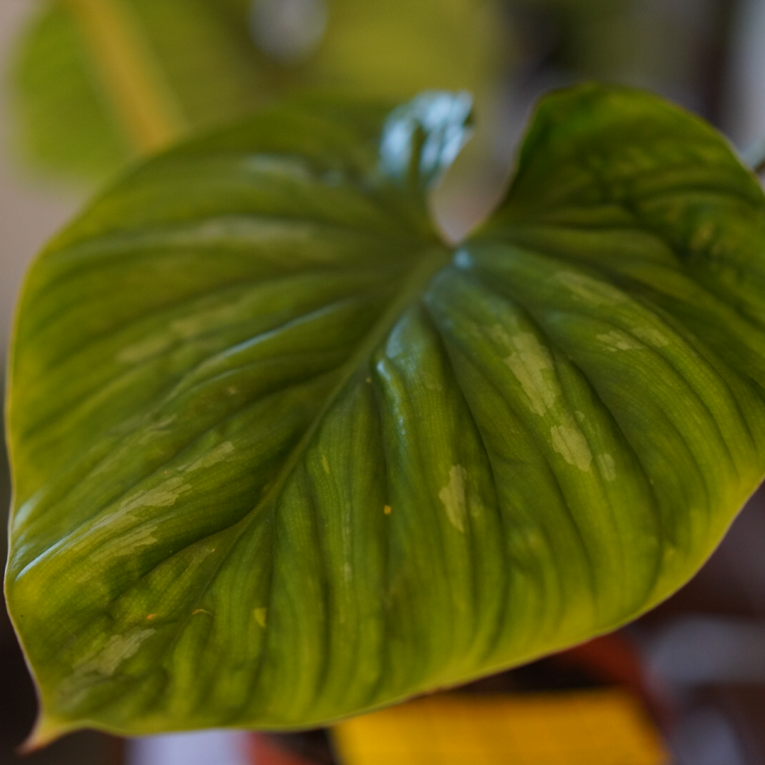 Close-up of a healthy Philodendron plowmanii leaf with vibrant green color.