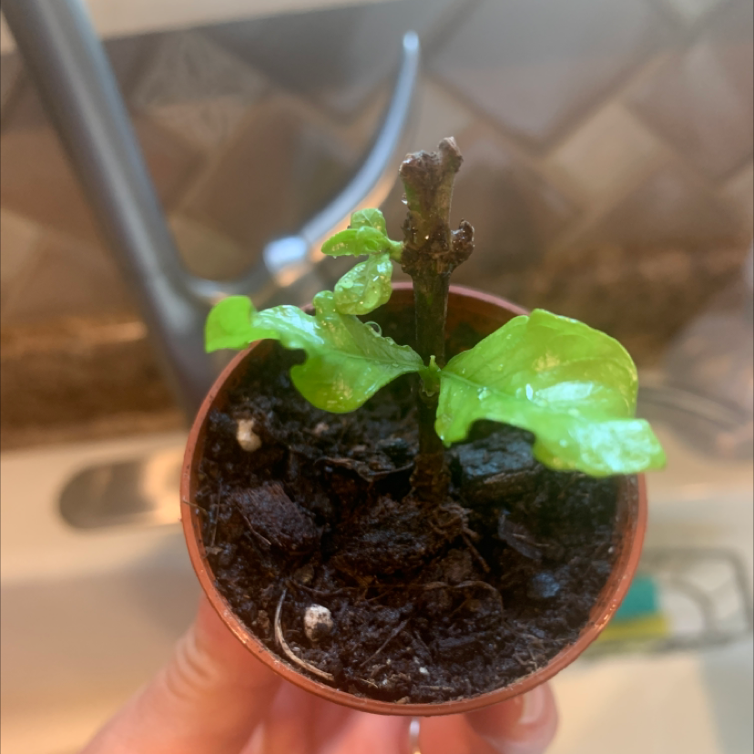 🌞 YearRound Light Requirements For Your Cape Jasmine