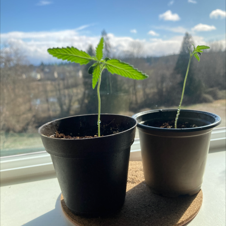 Two young Cannabis sativa plants in pots on a windowsill with an outdoor view.