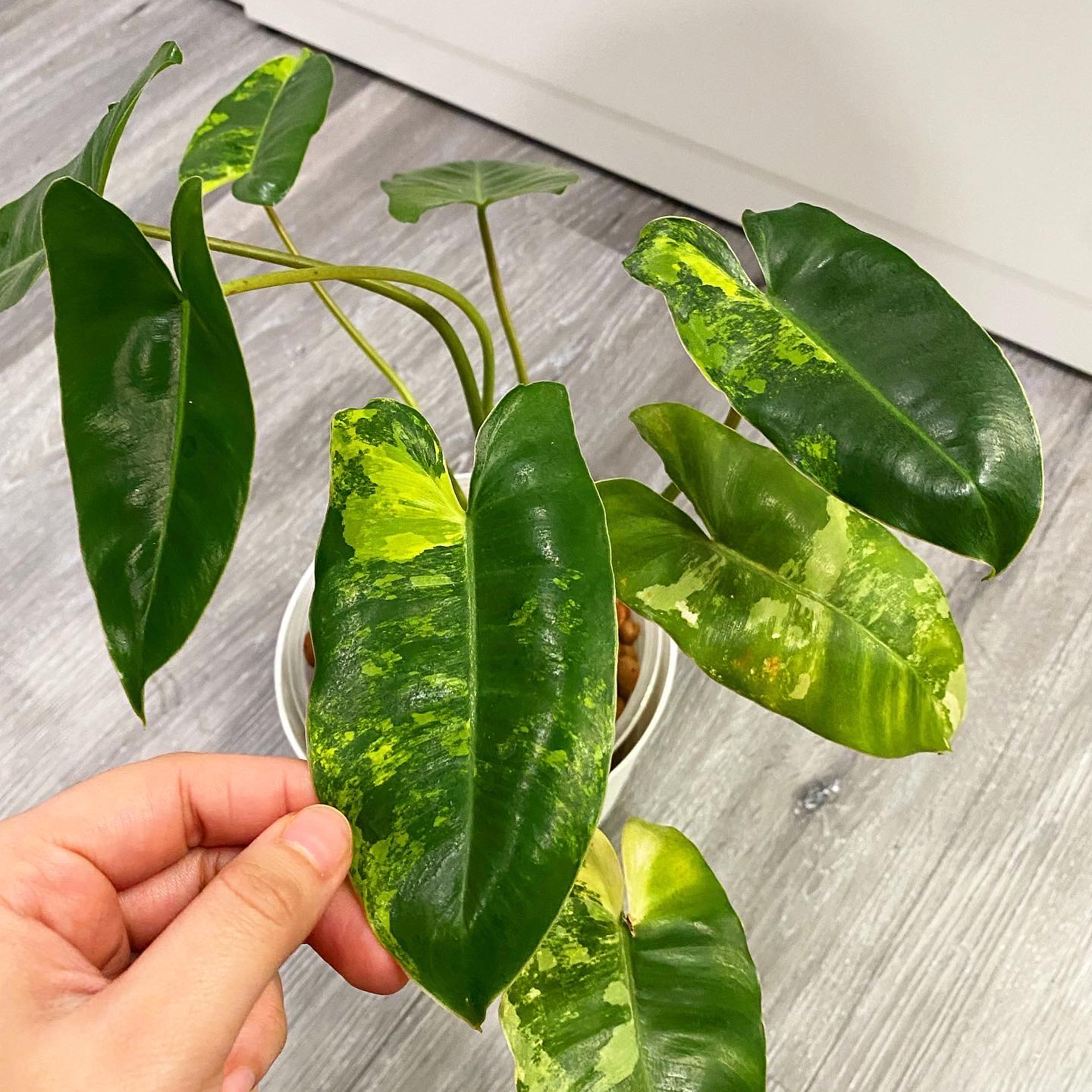 Burle Marx Variegata plant with variegated green and yellow leaves, hand holding a leaf.