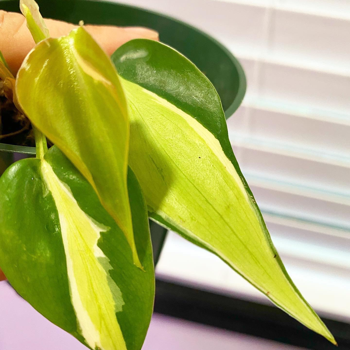 Close-up of a healthy Silver Stripe Philodendron with variegated leaves.