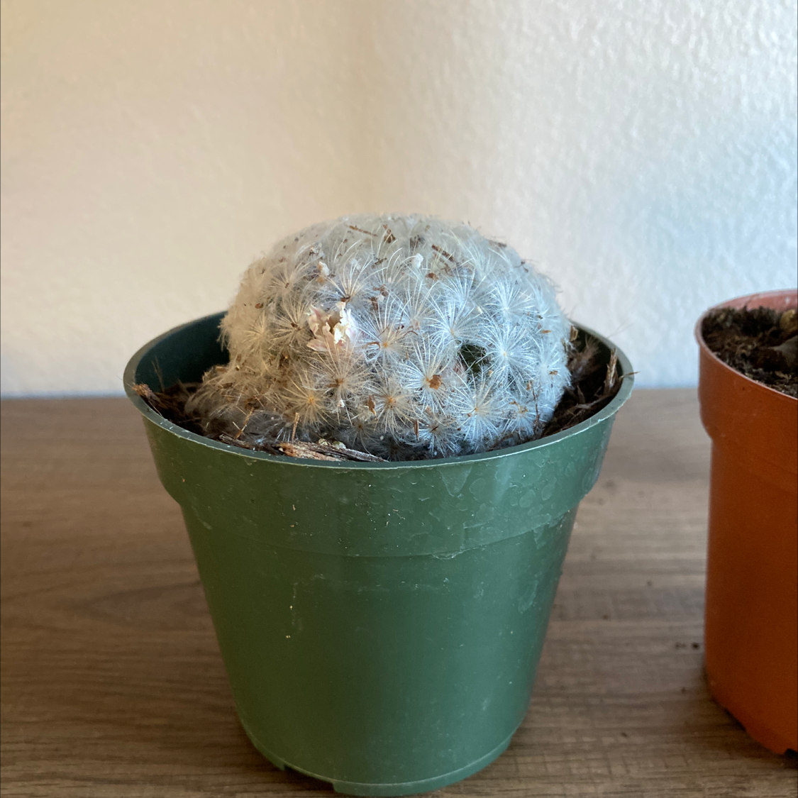 Feather Cactus in a green pot with visible soil, well-framed and in focus.