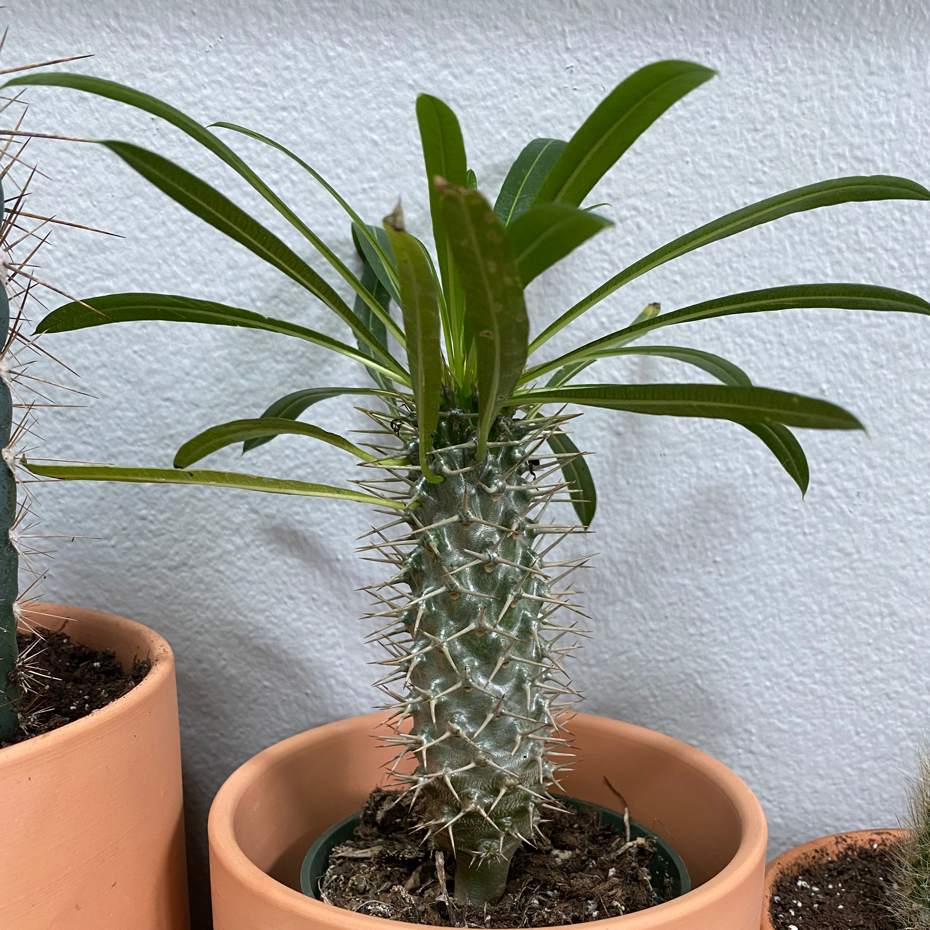 Photo of the plant species Madagascar Palm by @brookeplantz named Vlad on Greg, the plant care app