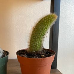 Monkey Tail Cactus plant