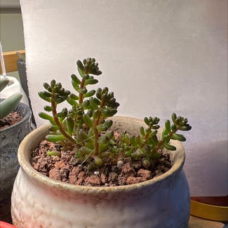 Sedum rubrotinctum 'Mini Me' plant in Arlington, Virginia