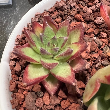 Photo of the plant species Echeveria Agavoides Rubin by Vvvelo named Rubin on Greg, the plant care app
