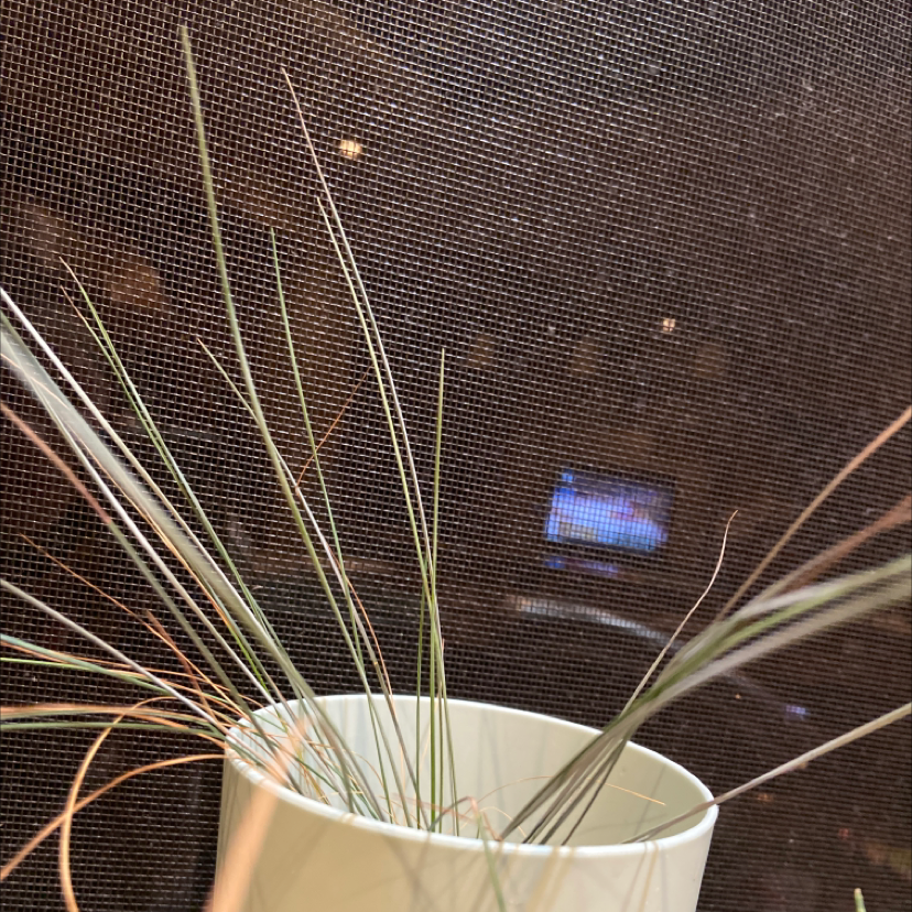 blue fescue plant photo by Kit named Gary on Greg, the plant care app.