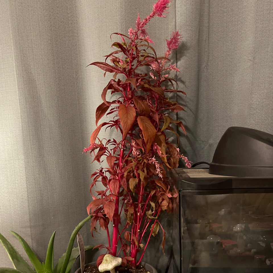 Dragon's Breath Celosia plant with vibrant red foliage and flowers, soil visible.