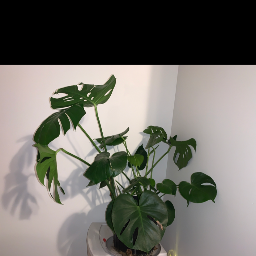 Monstera plant photo by @bc211 named Robbie on Greg, the plant care app.