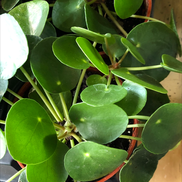 Chinese Money Plant plant photo by @V0NNY named Mahangin na Taglamig on Greg, the plant care app.