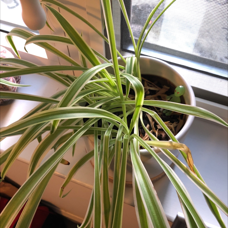 Spider Plant plant photo by @V0NNY named Chicago on Greg, the plant care app.