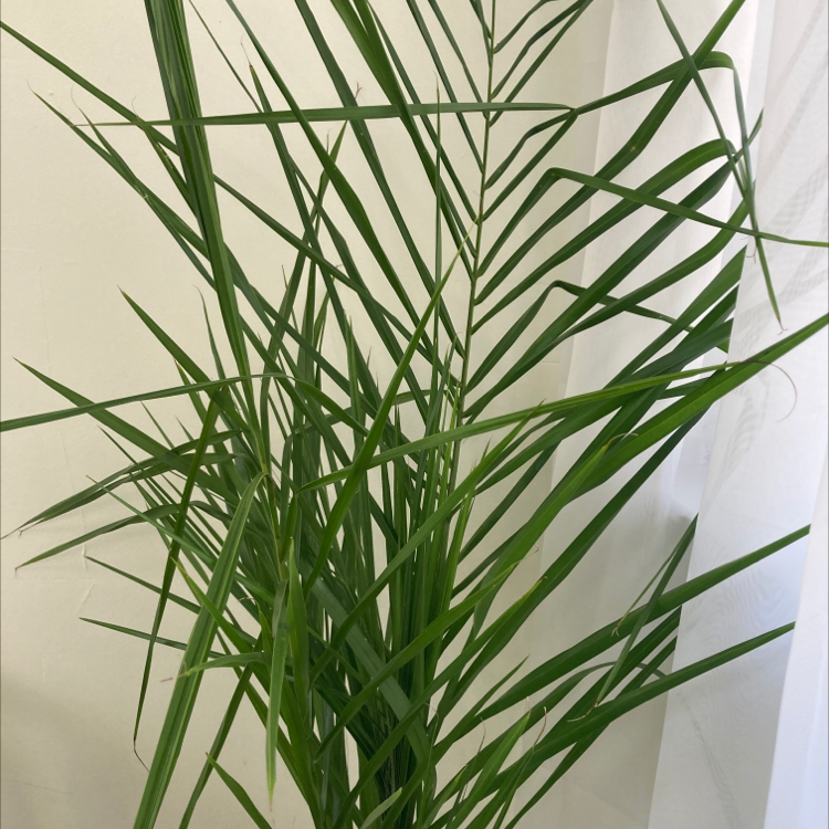 Healthy Date Palm plant with long, slender green leaves.