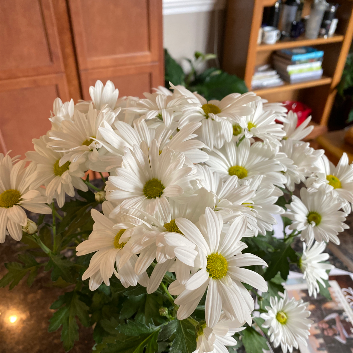 Cluster of healthy Ox-Eye Daisy flowers with white petals and yellow centers.
