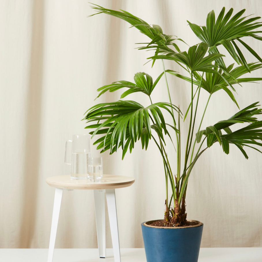 Chinese Fan Palm in a blue pot with vibrant green leaves, well-framed and in focus.