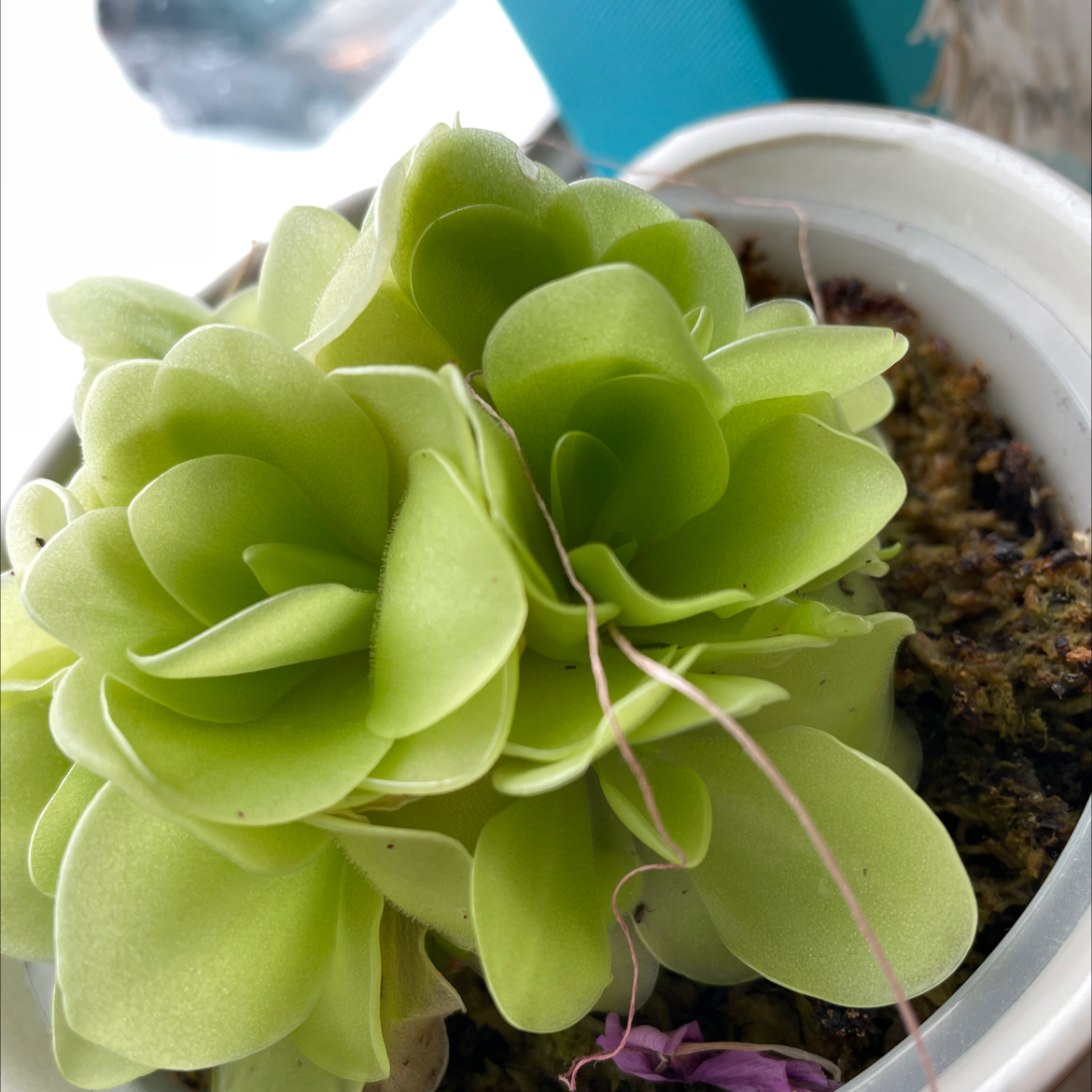 Mexican Butterwort plant in a white pot with vibrant green leaves.
