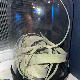 Tillandsia Xerographica plant in Somewhere on Earth