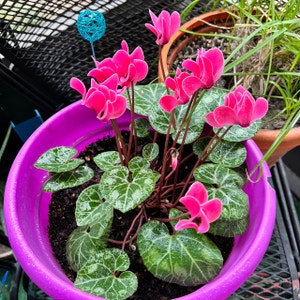Persian Cyclamen plant photo by @haleylips named Pink Cyclamen on Greg, the plant care app.