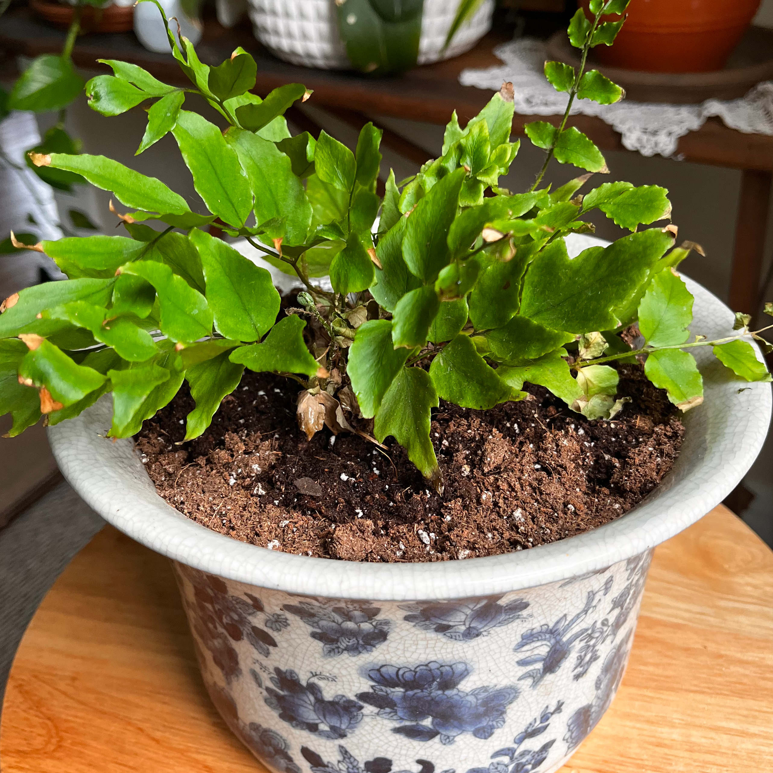 House Holly-Fern in a decorative pot with some browning on leaf edges.