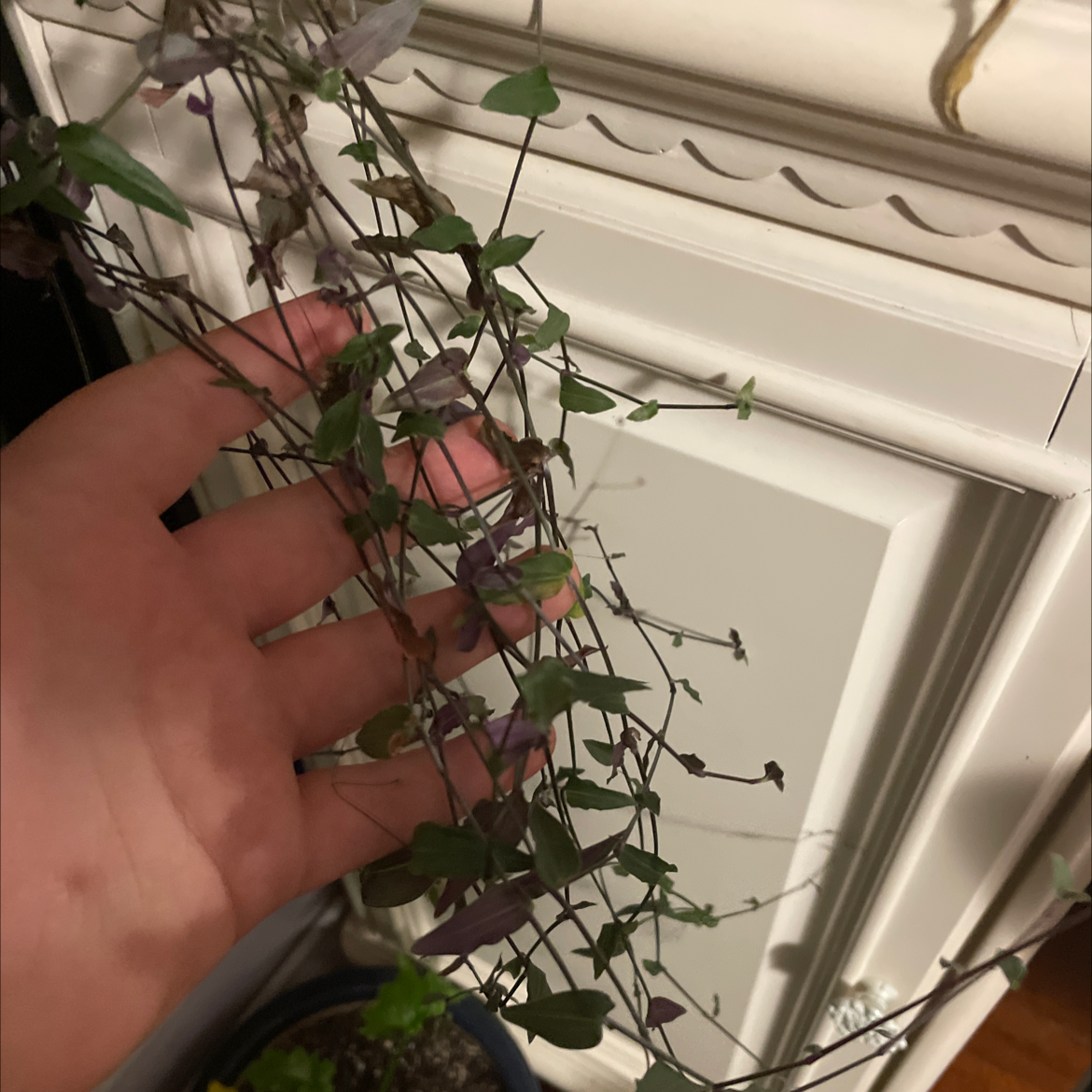 Tahitian Bridal Veil plant with green and purple leaves, held by a hand.