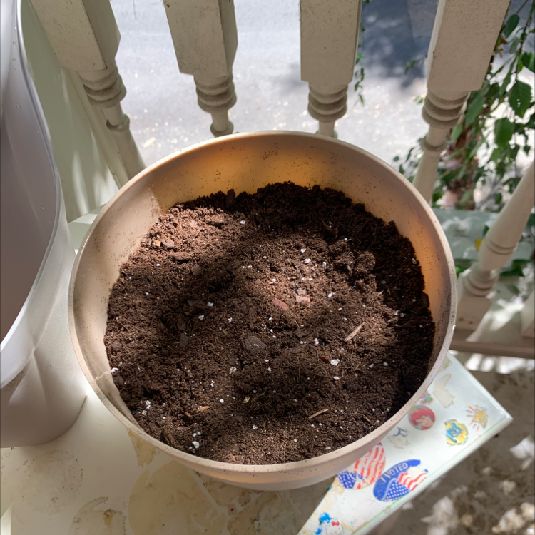 Sunflower seedling in silver bowl of soil held by hands, two healthy green cotyledons emerging from dark loose soil.